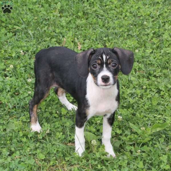 Rose, Boston Terrier Mix Puppy